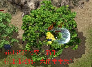 mishi520棺ִͨؼд